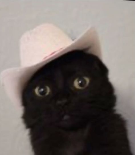 Animals In Cowboy Hats, Cat In Cowboy Hat, Cat With Cowboy Hat, Carry On Jatta 3, Cat Cowboy Hat, Mexican Cat, Cats Doing Funny Things, Cat Litter Mat, Silly Cats Pictures