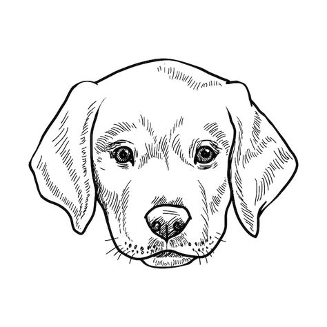 Labrador Sketch, Doodle Dog Breeds, Dog Face Drawing, Dog Logo Design, Dog Background, Doodle Puppy, Vector Line, Face Illustration, Doodle Dog