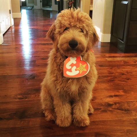 Halloween ty beanie baby dog costume Pets Kindergarten, Cutest Dog Breeds, Esl Kids, Mini Goldendoodle, Yorkshire Terrier Puppies, Doodle Dog, Goldendoodle Puppy, Adorable Dogs, Dog Halloween Costumes