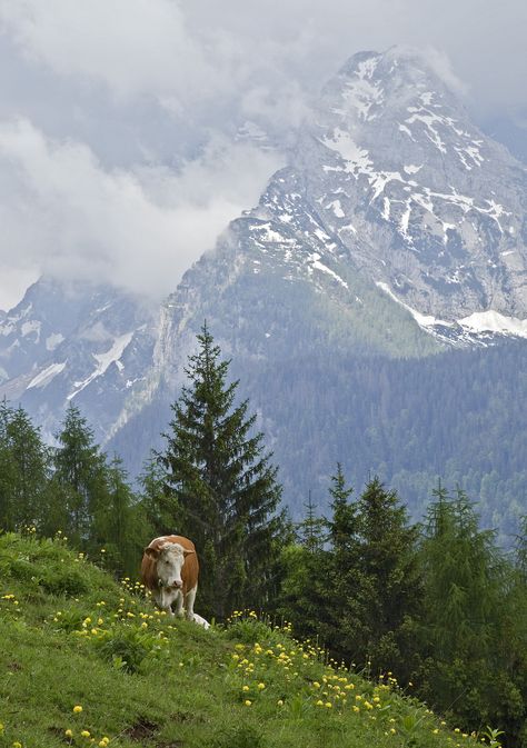 Berchtesgaden Germany, Santa Cruz Bolivia, Voyage Europe, A Cow, Zermatt, Nature Aesthetic, Pretty Places, Germany Travel, Amazing Nature