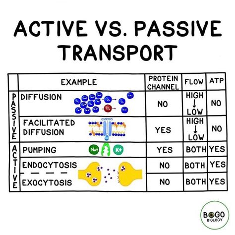 Active vs. Passive Transport! When transport does not require energy, it’s “passive transport”. When it does require energy, it’s called “active transport”. Several transportation strategies require energy and several do not. Osmosis and diffusion are both passive transport; they do not require energy but can only move particles from higher to lower concentration. By using ATP as an energy source, we can move larger or charged particles, and move particles against the concentration gradient. Active Transport Biology, Diffusion Osmosis, Facilitated Diffusion, Active Transport, Passive Transport, Biochemistry Notes, Science Cells, Learn Biology, Study Biology