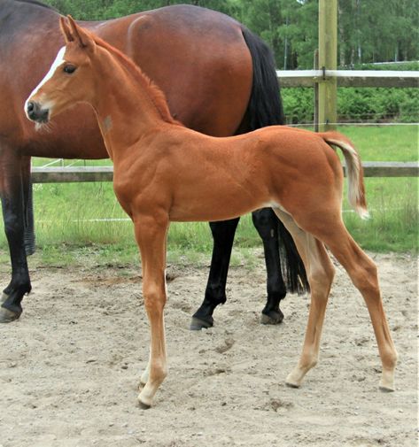 Warmblood Foal, Warmblood Horses, Horse Pattern, Chestnut Horse, Future Life, Chestnut, Beautiful Horses, Camel, Horses