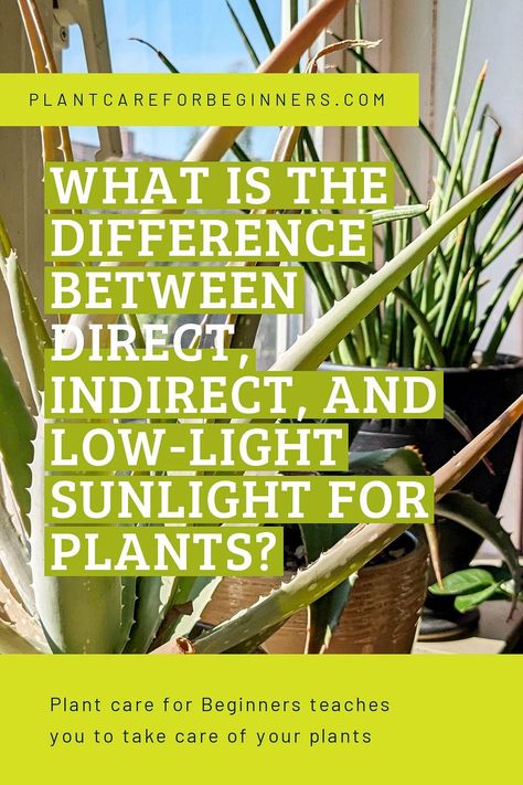 Direct Vs Indirect Sunlight, Direct Sunlight Plants Outdoor, Indirect Sunlight Plants, Indirect Light Plants, What Is Media, Green Community, Fairy Lights In Trees, Low Water Plants, Pictures Of The Sun