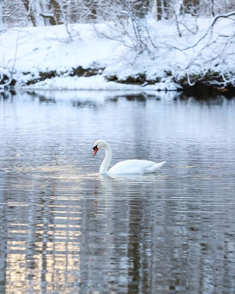 Swans In Winter, Winter Swan, Snow Animals, Mute Swan, Cottage Aesthetic, Winter Nature, Winter Photos, Winter Animals, Winter Vibes