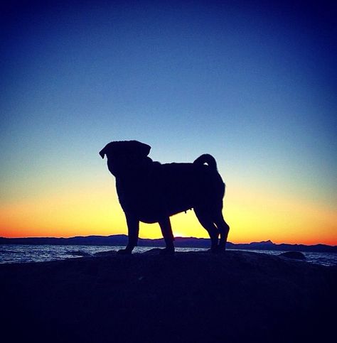 Love this pic!! Pug Silhouette, Pug Mug, Pugs And Kisses, Pug Pictures, Pug Mom, Black Pug, Cute Pugs, Pug Lover, Pug Love