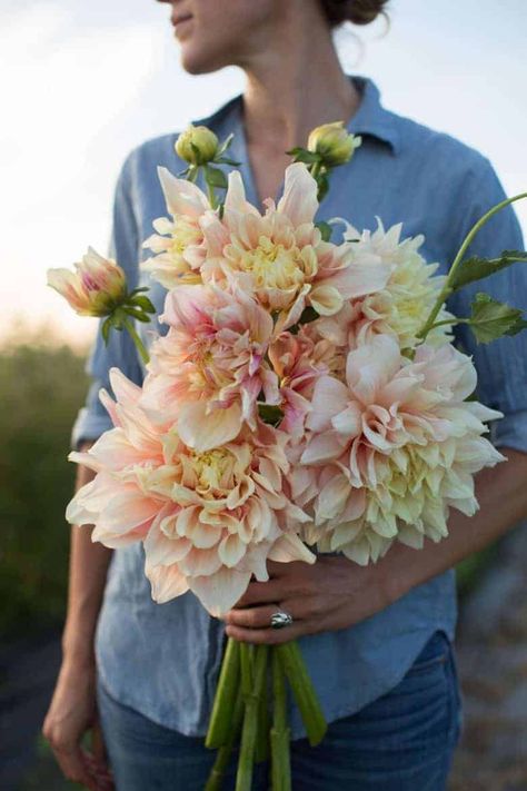 How to grow dahlias with Erin of Floret Farm - From Britain with Love Dahlia Flower Garden, How To Grow Dahlias, Grow Dahlias, Dahlia Bouquet, Dahlias Garden, Growing Dahlias, British Flowers, Arrangement Ideas, Flower Farmer