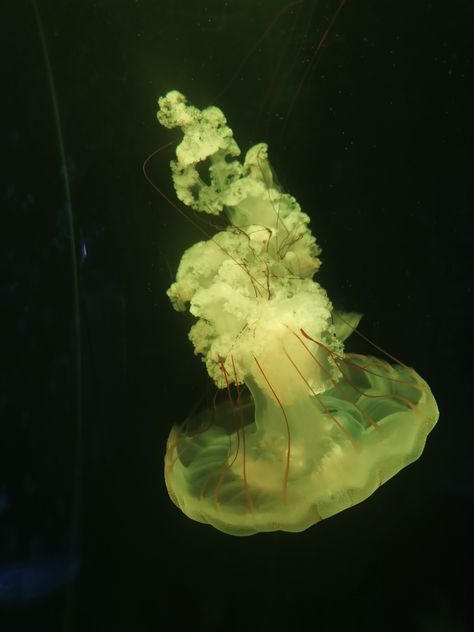 Jelly Fish Aesthetic Icon, Green Jellyfish, Scary Jellyfish, Jellyfish Pfp, Jellyfish Aesthetic, Green Jellyfish Aesthetic, Green Jellyfish Wallpaper, Green Fish Aesthetic, Cybercore Jellyfish