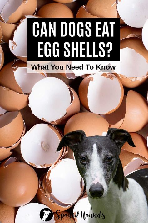 Can dogs eat egg shells? Keep your dog safe and find out what you need to know about dogs eating egg shells. Eggs For Dogs, Can Dogs Eat Eggs, Dogs Eating, Foods Dogs Can Eat, Eggs And Mushrooms, Egg Protein, Dog Advice, Newborn Feeding, Food Dog