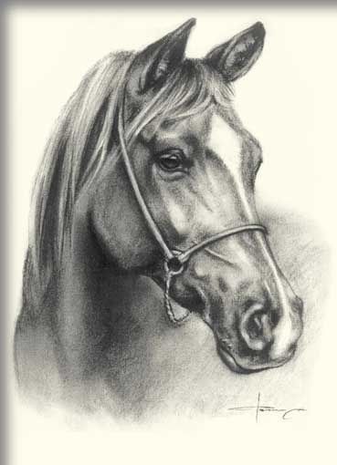 Horse Sketch Art, Equine Art Pencil Drawings, Horse Pencil Drawing, Horse Head Drawing, Pencil Art Love, Horse Art Drawing, Pencil Drawings Of Animals, Horse Sketch, Animal Illustration Art