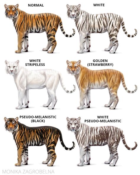 Back Body Drawing, Body Base Tutorial, Tiger Exhibit, Tiger Body, Base Tutorial, Tiger Species, Wild Cat Species, Land Animals, Cat Species