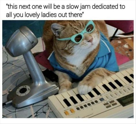 DJ Meowy Meow 😺😎 Adorable Cats, Funny Cat Memes, Funny Animal Memes, Cat Tree, Funny Animal Pictures, Cat Owners, Cat Stuff, Animal Memes, Cat Mom