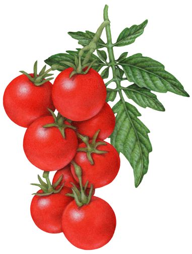 Botanical illustration of a strand of eight cherry tomatoes with leaves. Leaves Botanical Illustration, Tomato Drawing, Cherry Tomato Plant, Vintage Italian Posters, Pumpkin Risotto, Tomato Vine, Vegetable Illustration, Food Clipart, Peach Mango