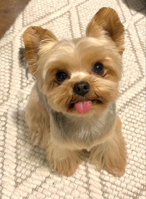 Yorkshire Terrier Haircuts, Yorkie Full Grown, Yorkie Terrier Haircuts, Blonde Yorkie, Yorkie Puppy Cut, Yorkie Haircut, Cute Elephant Cartoon, Yorkie Haircuts, Biewer Yorkie