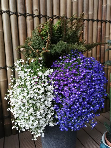 Lobelia Flowers, Balcony Flowers, Paint Flowers, African Violets, Outdoor Ideas, Water Lilies, Lily Of The Valley, Chrysanthemum, Poinsettia