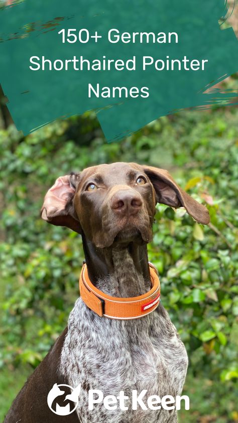 Short Hair Pointer Puppy, German Shorthaired Pointer Names, Female Hunting Dog Names, Boy Puppy Names Unique, Male Dog Names Unique, German Dog Names, German Wirehaired Pointer Puppy, Puppy Names Unique