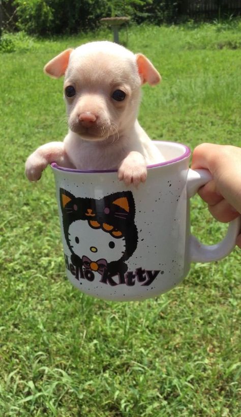 Tea cup chihuahua in a mug 
Hello kitty Halloween mug Tea Cup Chihuahua, In A Mug, Tea Cup, Chihuahua, Tea Cups, Cute Animals, Puppies, Mug, Tea