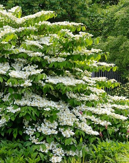 Viburnum plicatum f. tomentosum 'Shasta' (Doublefile Viburnum) Viburnum Shrub, Doublefile Viburnum, Garden Retreat Ideas, Viburnum Plicatum, Beautiful White Flowers, Viburnum Opulus, Fragrant Garden, Planting Shrubs, Garden Shrubs