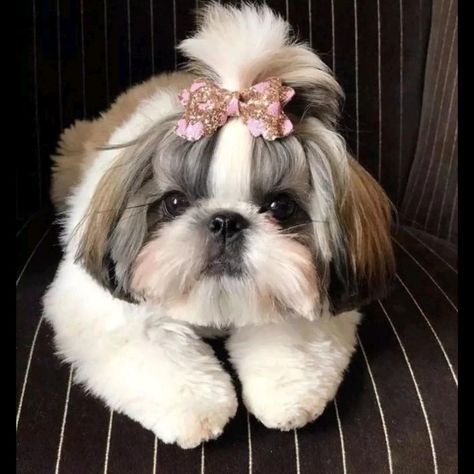 Shih Tzu Dog, Shih Tzu, Pet, Dogs, White