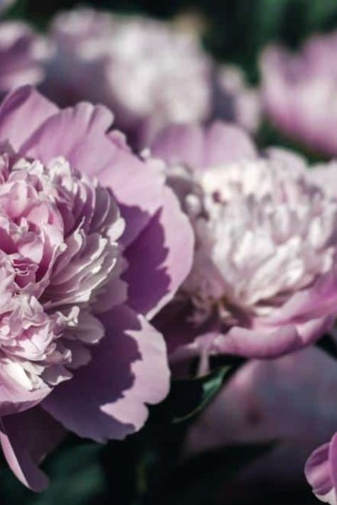 Peony Varieties, Flower Planting Guide, Lilac Plant, Itoh Peonies, Purple Peony, Peony Bush, Paeonia Lactiflora, Plant Zones, Full Sun Plants