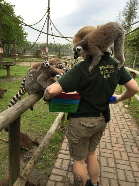 A Day in the Life of a Zookeeper Zoo Job Aesthetic, Wildlife Zoologist Aesthetic, Zoo Worker Aesthetic, Working With Animals Aesthetic, Helping Animals Aesthetic, Zoooligst Aesthetic, Zooaligest Aesthetic, Zoo Keeper Aesthetic, Animal Care Aesthetic