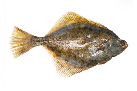 Fish. Isolated flat fish, turbot or fluke , #ad, #flat, #Isolated, #Fish, #fluke, #turbot #ad Flat Fish, Food Fish, Fish Stock, Photo Image, Coral, Fish, Stock Photos