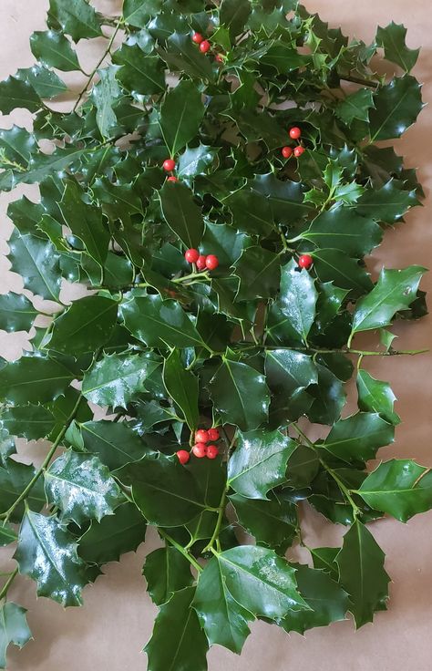 fresh holly Christmas Tree With Holly Berries, Holly Ideas For Christmas, Holly Berry Tree, Holly Tree Christmas Decor, Christmas Holly Arrangement, Holly Diy Decorations, Live Holly Decorations, Olive Branch Christmas Decor, Fresh Holly Decor