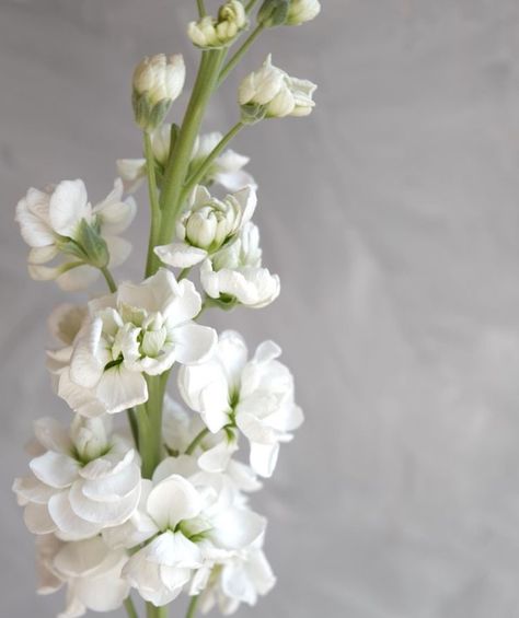 White Stock Flower, Stock Flower, White Stock, Delphinium, Wedding Invites, Flower Images, Wedding Things, Pretty Flowers, White Flowers