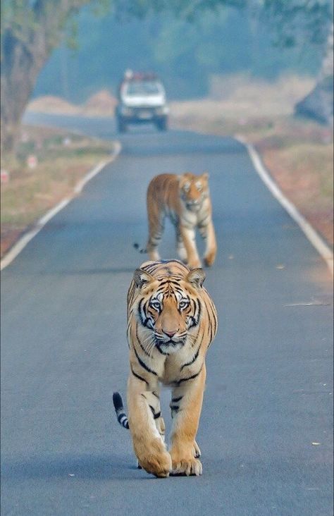 Corbett National Park, Chinese Dragon Art, Jim Corbett National Park, Jim Corbett, Beautiful Images Nature, Chinese Dragon, Interesting Photos, My Favorite Image, Dragon Art