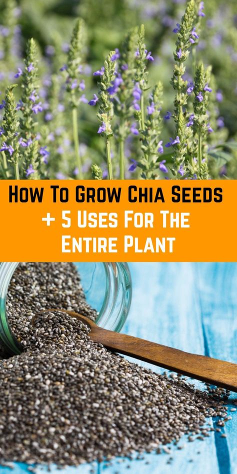 How To Plant Chia Seeds, How To Grow Flax Seed, Chia Plant Ideas, How To Grow Chia Seeds At Home, How To Grow Peppercorns, Planting Chia Seeds, How To Grow Chia Seeds, Chia Plant Growing, How To Grow Wild Rice