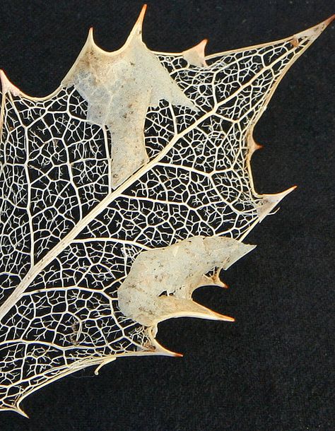 Holly Leaf Leaf Veins, Skeleton Leaves, Leaf Structure, Leaf Skeleton, A Level Textiles, Art Alevel, Growth And Decay, Textiles Projects, Dry Leaf