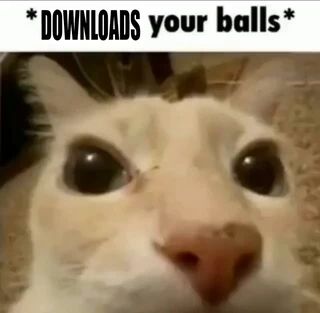 Found on iFunny Cat Balls Meme, Im About To Get Very Silly, Nice Balls Cat, I Got Too Silly Mental Hospital Cat, Silly Images Cat, Hehe Cat, Goofy Animals, Cat Reaction, Cat Balls