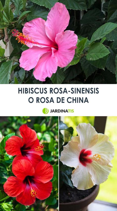 La rosa de china, una variedad de hibisco, es una de las plantas más espectaculares de los arreglos estivales. Vamos a conocer un poco más de esta flor exótica, duradera y atractiva. #rosasinsencis #hibisco #hibiscus #jardinería #jardinatis #flores Rosa China, Santa Rita, Red And Gold, Flowers Photography, Plant Decor, Hibiscus, Flamingo, Mood Board, China