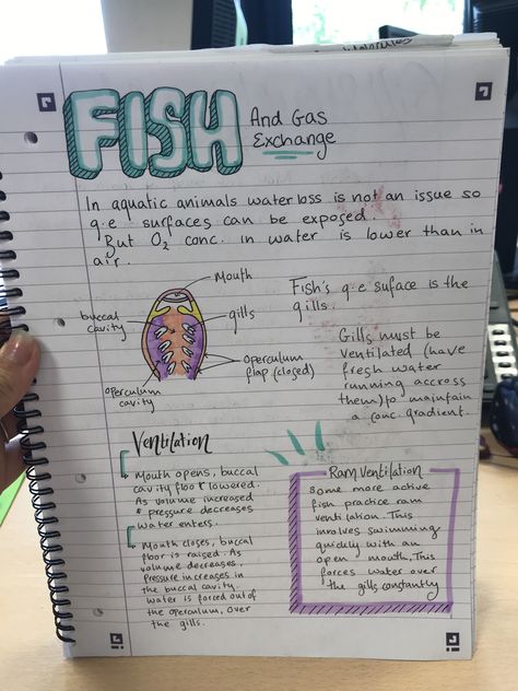 Neat biology notes Marine Biology Aesthetic Notes Sea Turtles, Wildlife Biology Notes, Animal Biology Notes, Marine Biology Notes Turtle, Marine Science Notes, Marine Biology Notes Sharks, Marine Biology Study Notes, Marine Biologist Aesthetic Notes, Marine Biology Journal Pages