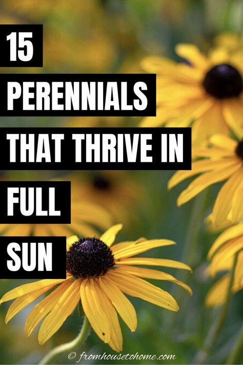 16 Full Sun Perennials: Low Maintenance Plants That Thrive In Sun | Gardens Full Sun Perennials Low Maintenance, Sun Perrenials, Low Maintenance Perennials, Perennials Low Maintenance, Full Sun Garden, Florida Flowers, Shasta Daisies, Creeping Phlox, Landscape Flowers