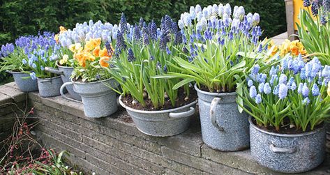 These vintage enamel containers look amazing with this mass of bulbs on display. Image credit: The Garden Glove Spring Bulbs Garden, Spring Garden Decor, Succulent Garden Indoor, Growing Bulbs, Potted Flowers, Small Flower Pots, Spring Flowering Bulbs, Garden Bulbs, Succulents Indoor