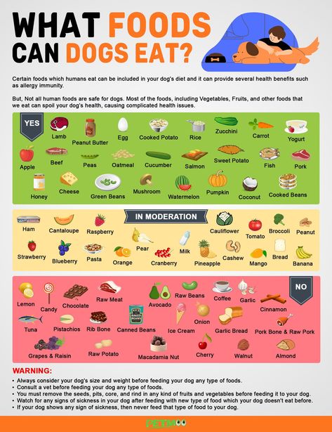 What Foods Can Dogs Eat Infographics #petmoo #pets #dogs #dogbreeds #doginfographics #foodcandogseatinfographics What Can Dogs Eat, Food Border, Safe People, Foods Dogs Can Eat, Dog Infographic, Rich Dog, Potato Rice, Apples And Cheese, How To Cook Beans