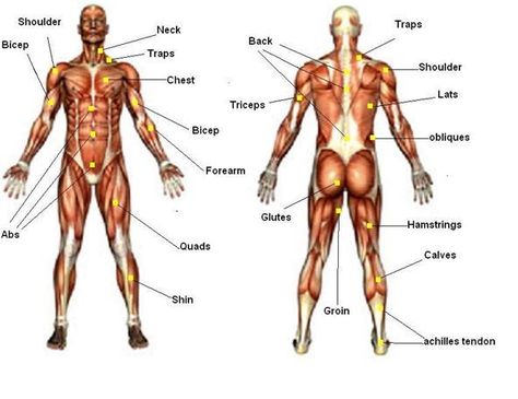 Muscles, I forget some of the names Body Muscles Names, Tricep Workout Gym, Muscle Names, Body Name, Leg Workout With Bands, Tricep Workout, Body Muscles, Health Fitness Inspiration, Muscle Anatomy