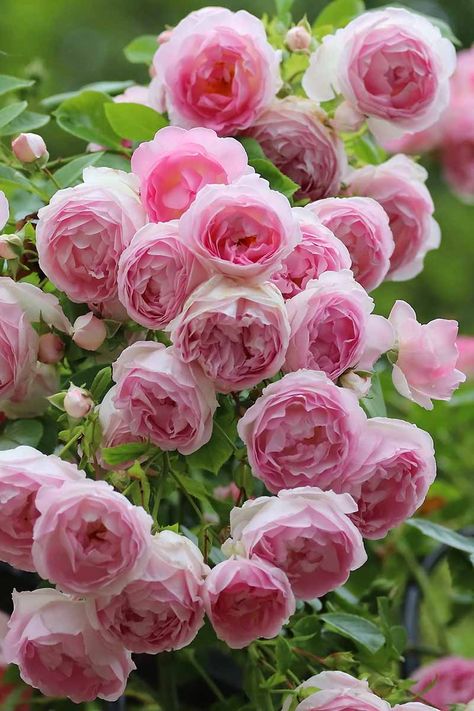 Landscaping With Roses Ideas, At Last Rose, Shade Tolerant Flowers, English Garden Roses, Potted Rose Garden, Cottage Garden Shade, Best Shade Flowers, Drift Roses Front Yards, Rose Garden Ideas Backyards