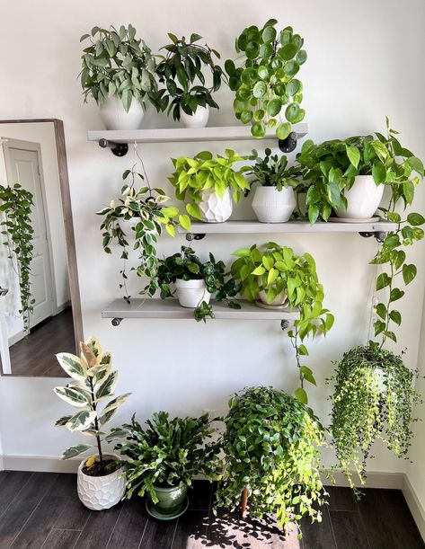 Harvest Dining Table, Wall Hanging Decorations, Indoor Plant Wall, Plant Wall Decor, Plants Wall, Inside Plants, Low Light Plants, Plant Decor Indoor, House Plants Decor