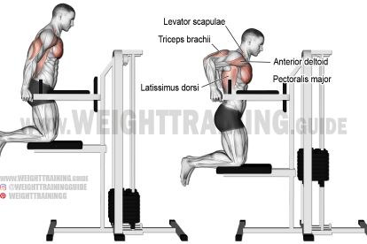 Machine-assisted triceps dip exercise Pectoralis Major, Biceps Brachii, Push Workout, Best Chest Workout, Latissimus Dorsi, Tricep Dips, Workout For Flat Stomach, Biceps And Triceps, Lower Abs Workout