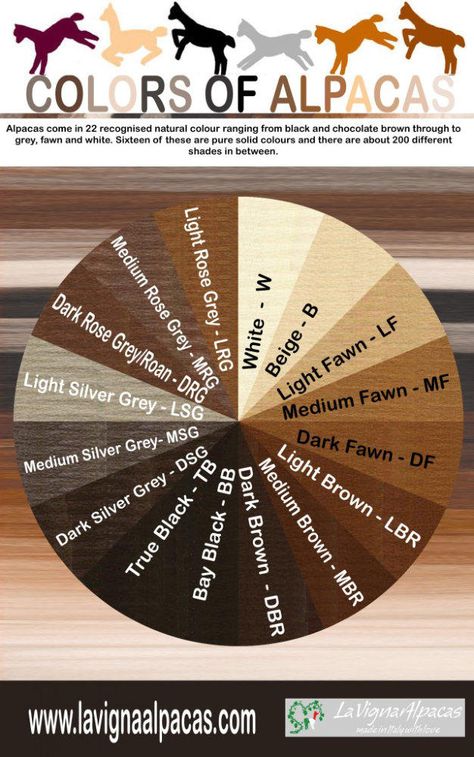 Alpaca Colours 22 shades Hensting Alpacas (Infographic) Alpaca Facts, Alpaca My Bags, Alpaca Fleece, Alpaca Farm, Spinning Wool, Llama Alpaca, Spinning Yarn, Colour Chart, Alpaca Fiber