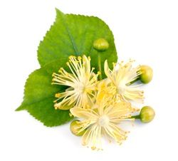 Tilia Cordata, Linden Tree, Honeysuckle Flower, Hair Regrowth Treatments, Pumpkin Seed Oil, Damaged Hair Repair, Flower Extract, Tea Tree Oil, Horticulture