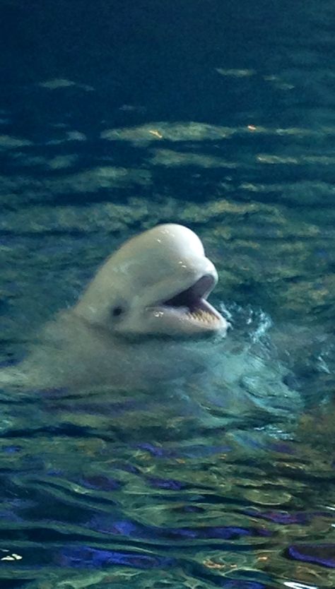 I love beluga whales <3 Beluga Whale Aesthetic, Beluga Whale Wallpaper, Whale Aesthetic, Beluga Whales, Fat Animals, Pretty Wallpapers Tumblr, Beluga Whale, Phone Wallpaper Patterns, Marine Biology