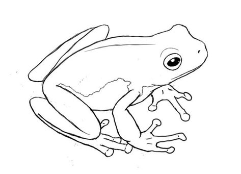 Frog Outline, Draw A Frog, Frog Sketch, Frog Coloring Pages, Frog Illustration, Pencil Drawing Tutorials, Frog Tattoos, Bird Sketch, Frog Drawing