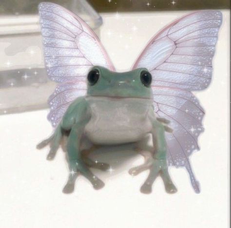 Frog fairy 🧚‍♀️🥲 Fairy Frog Aesthetic, Frog With Wings, Fairy Frog, Frog Aesthetic, A Frog, White