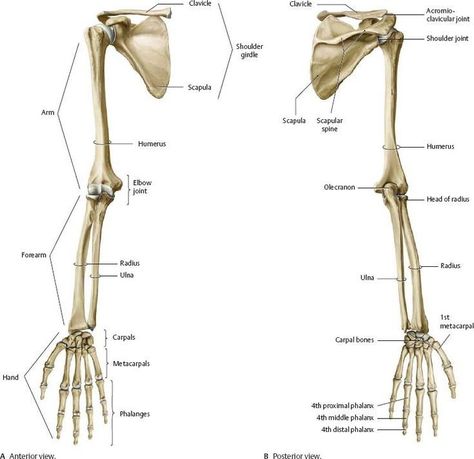 Anatomy Videos, Limb Anatomy, Upper Limb Anatomy, Skeleton Muscles, Anatomy Education, Arm Anatomy, Human Skeleton Anatomy, Skeleton Arm, Human Muscle Anatomy