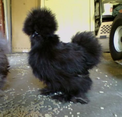 Black Silkie...so cute! ( this is another kind of chicken i might hopefully have this weekend. ) they are adorable! Silky Chickens, Black Silkie Chicken, Fluffy Chickens, Silkie Bantam, Fluffy Chicken, Black Chicken, Bantam Chickens, Fancy Chickens, Silkie Chickens