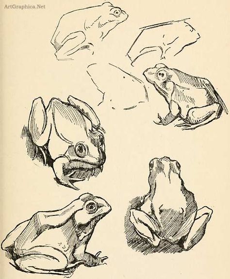 how to draw frogs ✤ || CHARACTER DESIGN REFERENCES || ✤ Pencil Drawings Of Animals, Frog Drawing, Animal Drawings Sketches, Animal Study, Frog Art, Drawing For Beginners, Random Art, Frog And Toad, Animal Sketches