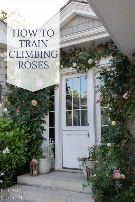 Roses Over Garage Door, Climbing Roses On Porch, Climbing Rose Around Window, Roses On Brick Wall, Climbing Roses Front Porch, How To Train Roses To Climb, Rose Trellis On House, Climbing Roses On House Front Porches, Climbing Flowers On Houses