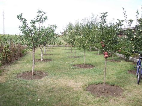 Mini Orchard Ideas, Fruit Garden Landscape, Orchard Ideas, Backyard Orchard, Fruit Trees Backyard, Planting Fruit Trees, Fruit Tree Garden, Grafting Plants, Orchard Garden